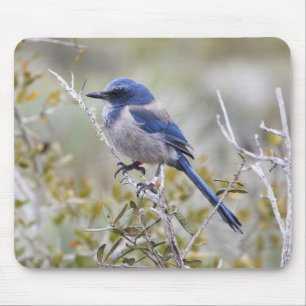Beautiful Scrub Jay on a Branch Mouse Pad