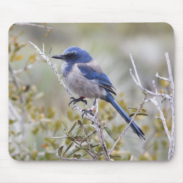 Beautiful Scrub Jay on a Branch Mouse Pad (Front)