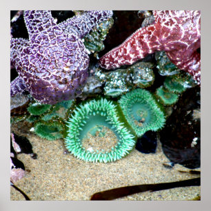 Beautiful Sea Stars and Green Anemones Photograph Poster