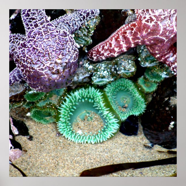 Beautiful Sea Stars and Green Anemones Photograph Poster (Front)