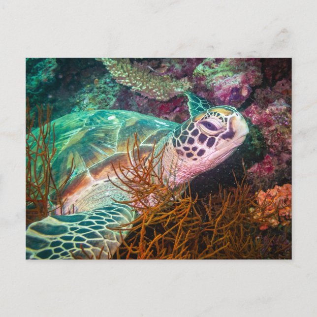 Beautiful Sea Turtle and Marine Plants Postcard (Front)