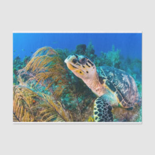 Beautiful Sea Turtle Marine Aquatic Life Tissue Paper