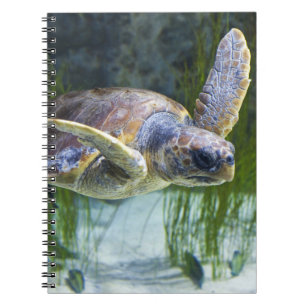 Beautiful Sea Turtle Swimming Notebook