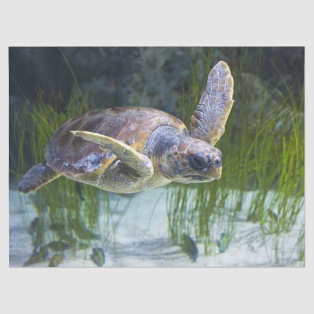 Beautiful Sea Turtle Swimming Tissue Paper (Front)