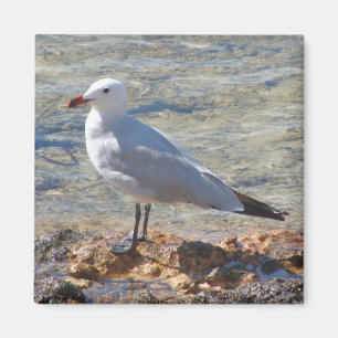 Beautiful Seagull at the Sea - Magnet