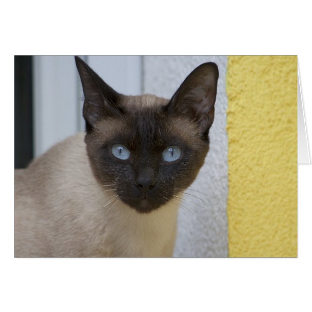 Beautiful Seal Point Siamese Cat (Front Horizontal)