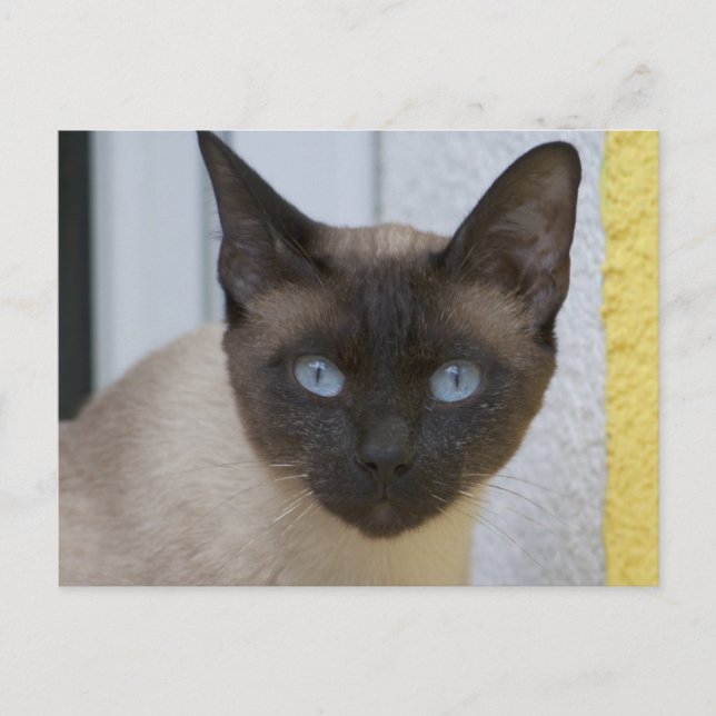 Beautiful Seal Point Siamese Cat Postcard (Front)