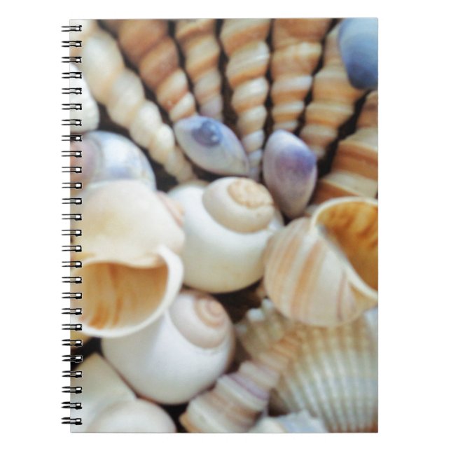 Beautiful Seashells, Summer, Beach, Shells Spiral Notebook (Front)