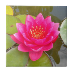 Beautiful seerose tile
