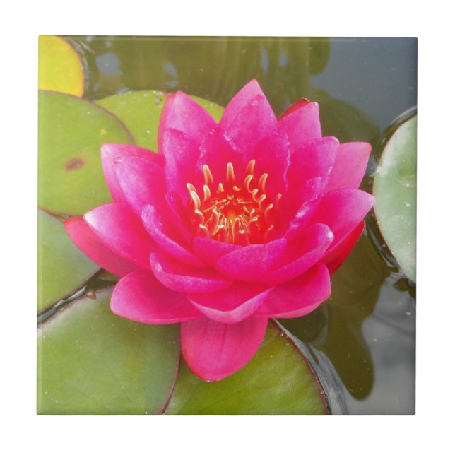 Beautiful seerose tile (Front)