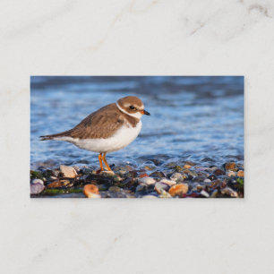 Beautiful Semipalmated Plover at the Beach Business Card
