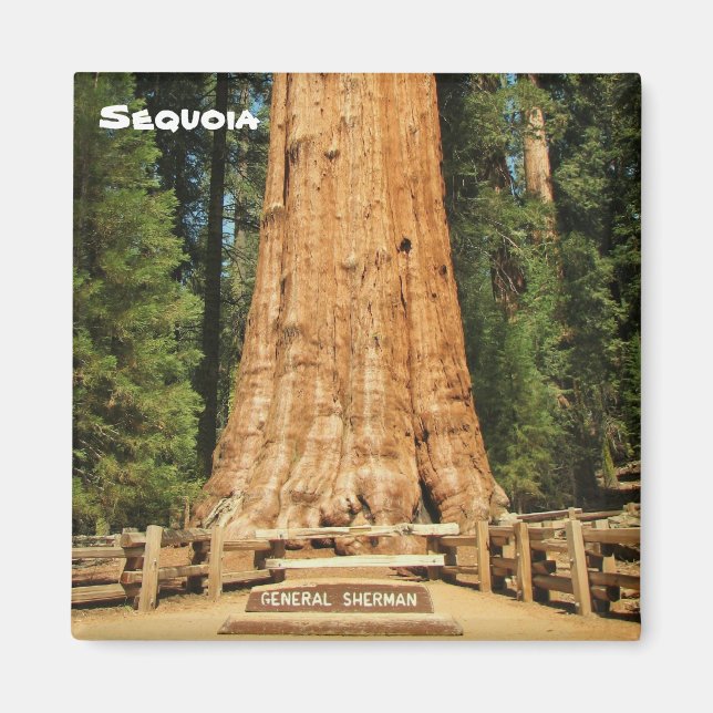 Beautiful Sequoia Magnet! Magnet (Front)
