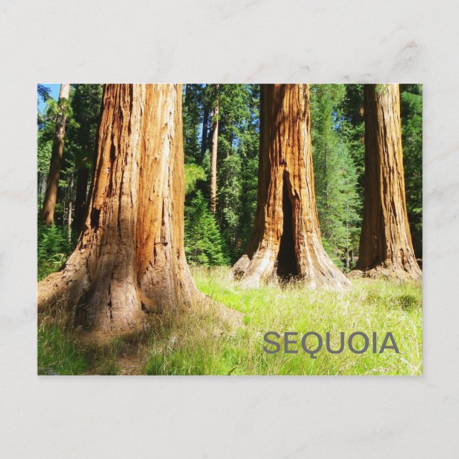 Beautiful Sequoia Postcard! Postcard (Front)