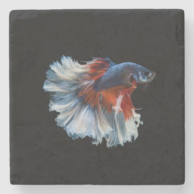 Beautiful Siamese Betta Fish Stone Coaster (Front)