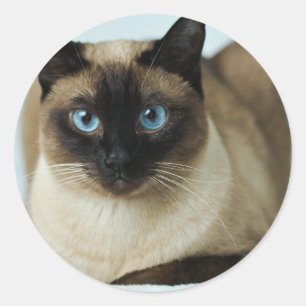 Beautiful Siamese Cat Photo Classic Round Sticker