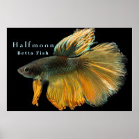 Beautiful Siamese Fighting Fish Betta Halfmoon