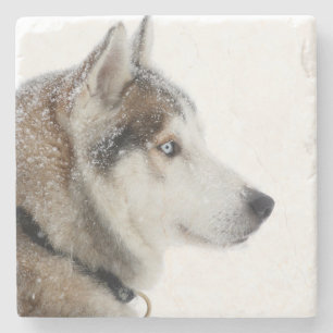 Beautiful Siberian Husky in the Snow Stone Coaster