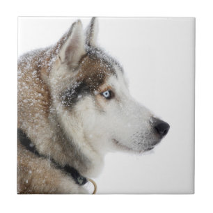 Beautiful Siberian Husky in the Snow Tile