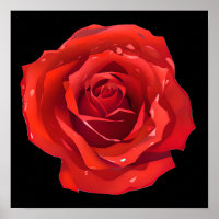 Beautiful Single Red Rose
