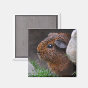 Beautiful Smooth Agouti Guinea Pig Behind Rock Magnet