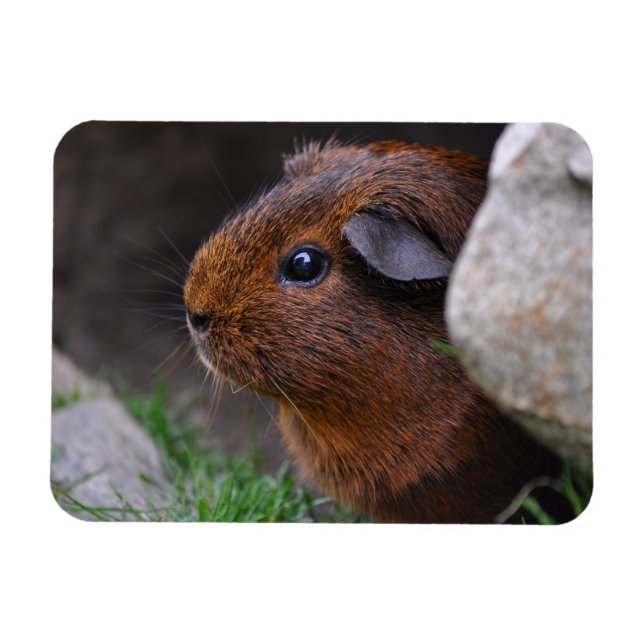 Beautiful, Smooth, Gold Agouti Guinea Pig Magnet (Horizontal)