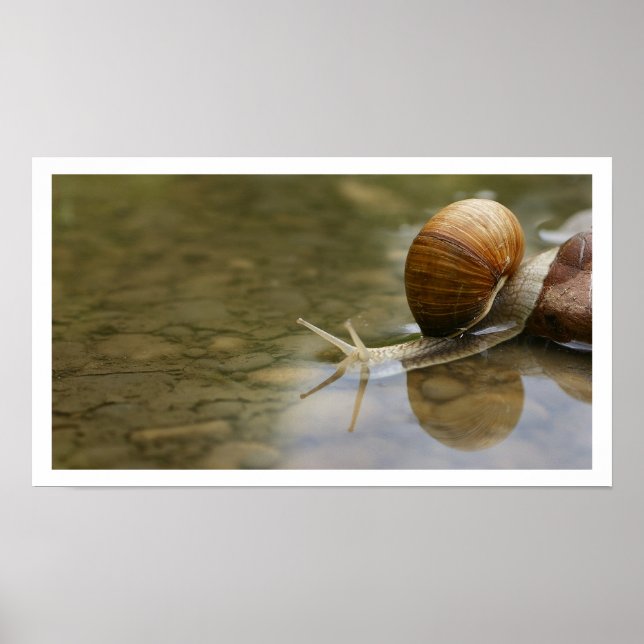 Beautiful Snail Reflected in Water Poster (Front)