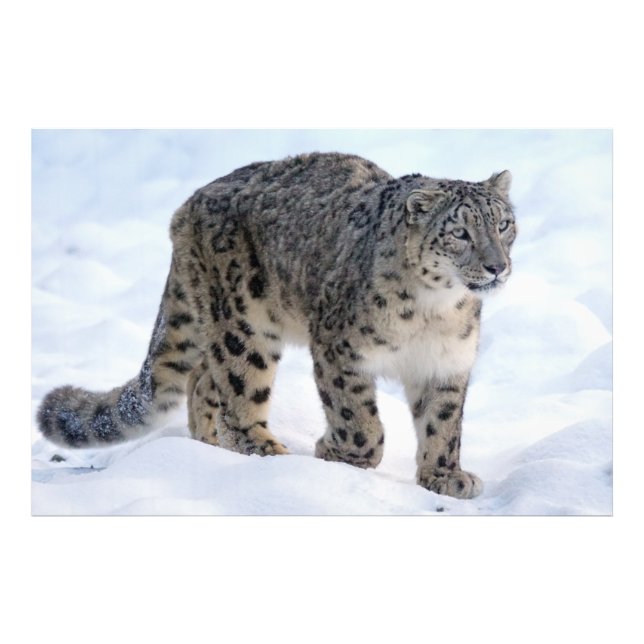 Beautiful snow leopard photo print (Front)