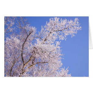Beautiful Snow Scene Photo