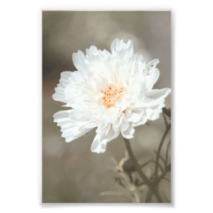 Beautiful Snowy White Flower Blossoms Floral Photo Print