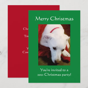 Beautiful Snowy White Puppy Dog Green Christmas Invitation