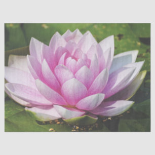 Beautiful Soft Pink Water Lily Tissue Paper