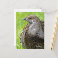 Beautiful Sooty Grouse Gamebird in Grass