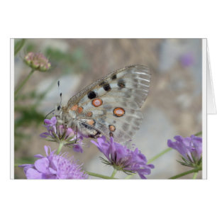 Beautiful Spotted Butterfly