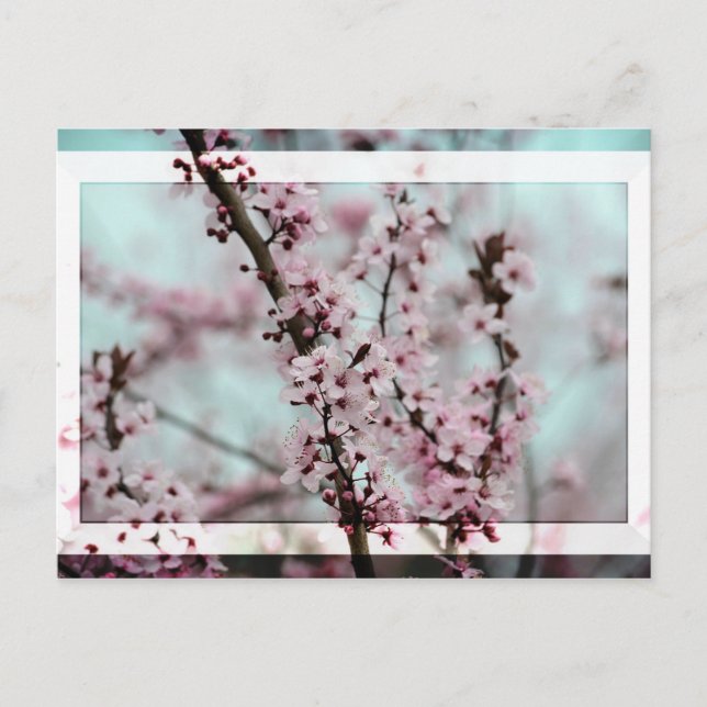 Beautiful Spring Cherry Blossom Postcard (Front)