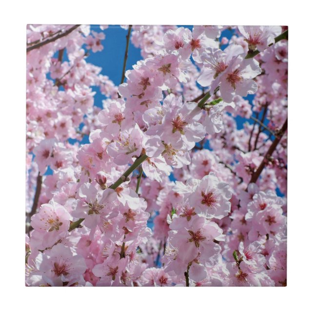 Beautiful Spring Cherry Blossoms Tile (Front)