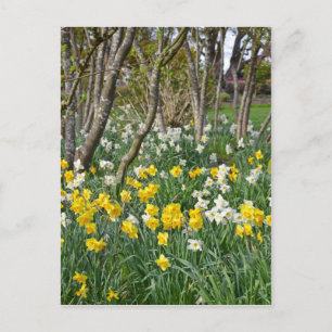 Beautiful spring daffodil garden postcard