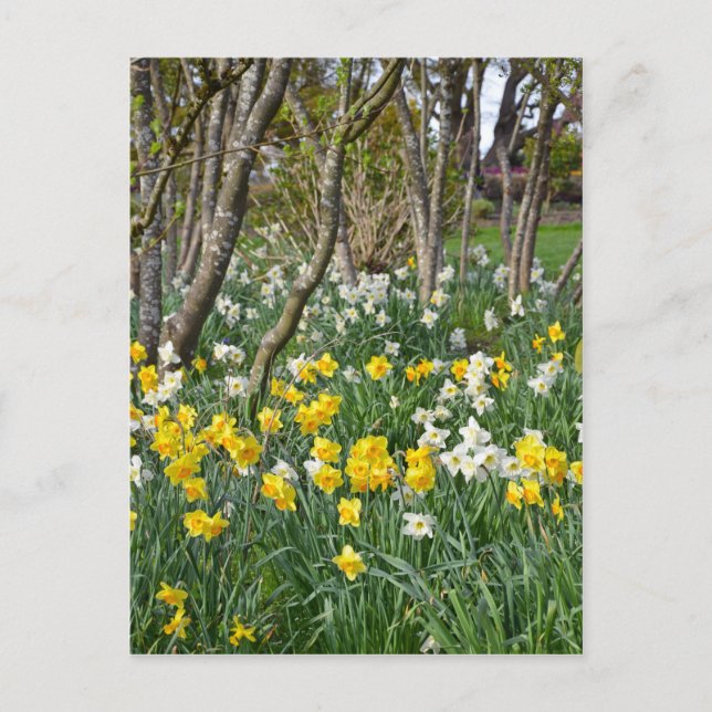 Beautiful spring daffodil garden postcard (Front)