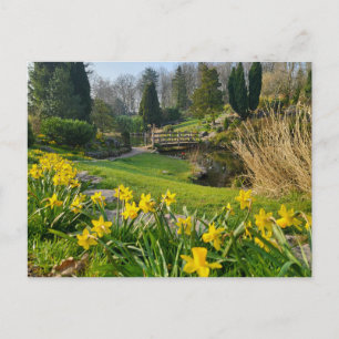 Beautiful Spring Daffodils Postcard