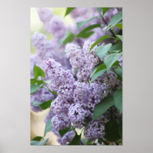 Beautiful Spring Old Fashioned Purple Lilac Bush Poster