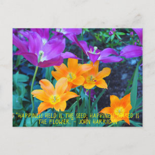 Beautiful Spring Tulips Orange Purple Postcard