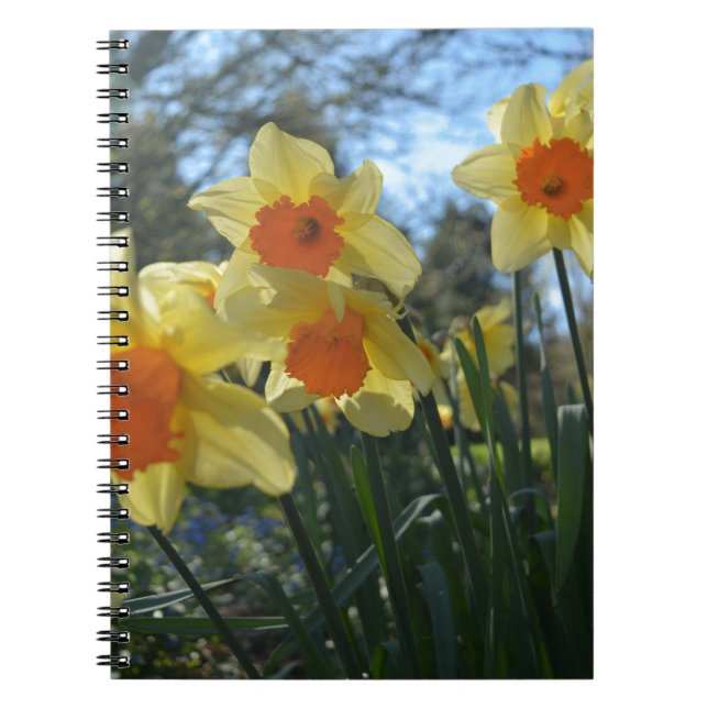 Beautiful spring yellow,orange daffodil flowers spiral notebook (Front)