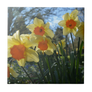 Beautiful spring yellow,orange daffodil flowers tile