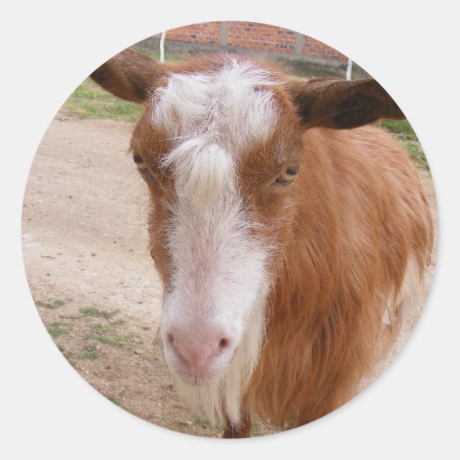Beautiful sticker with brown goat (Front)