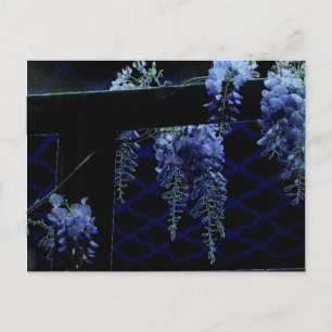 Beautiful Strange Blue Lavender Wisteria Night Postcard