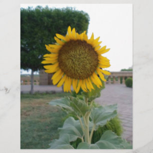 Beautiful Stunning Sunflower Art Print