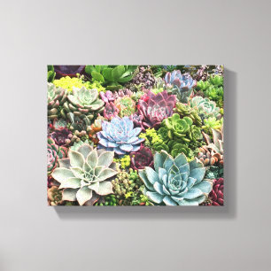 Beautiful Succulents Canvas Print