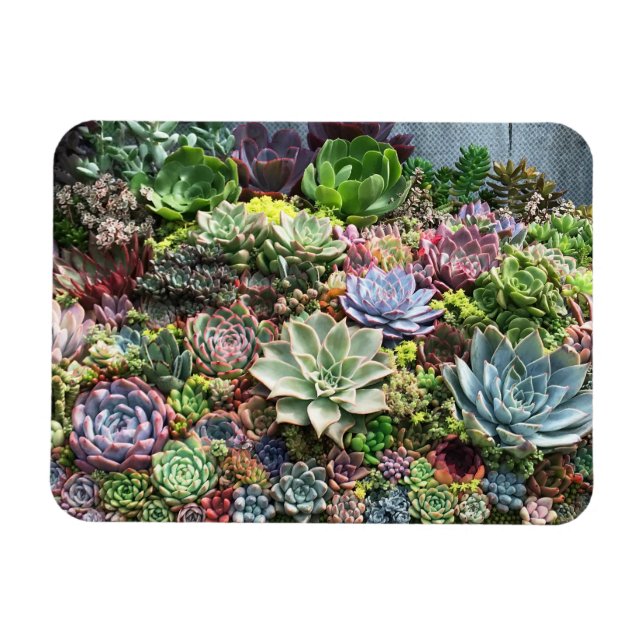 Beautiful Succulents Magnet (Horizontal)