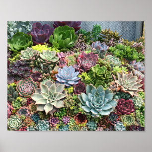 Beautiful Succulents Poster