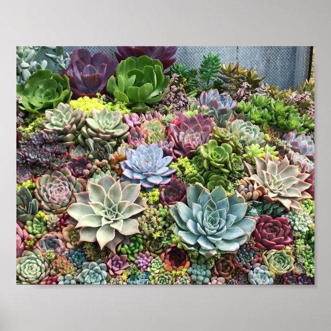Beautiful Succulents Poster (Front)