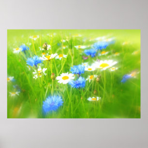 Beautiful summer meadow poster
